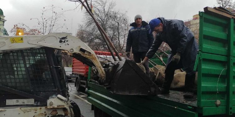 Сколько стоит посадить дерево в Ульяновске: стали известны новые цены