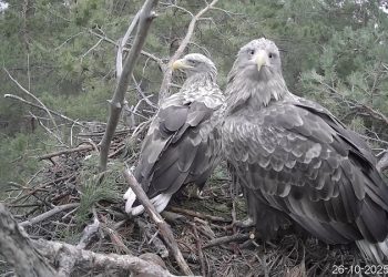 Орланы-белохвосты в прямом эфире: в Ульяновской области запустили уникальную онлайн-трансляцию