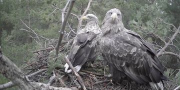 Орланы-белохвосты в прямом эфире: в Ульяновской области запустили уникальную онлайн-трансляцию