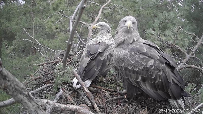 Орланы-белохвосты в прямом эфире: в Ульяновской области запустили уникальную онлайн-трансляцию