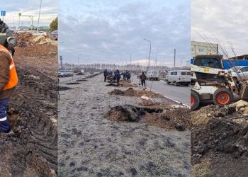 140 беспуховых тополей высадили вдоль новой дороги в Дальнем Засвияжье