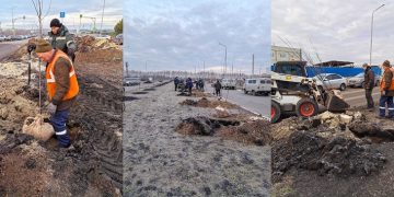 140 беспуховых тополей высадили вдоль новой дороги в Дальнем Засвияжье