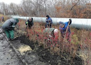 Яблоневый сквер и ивы у моста украсили Ульяновск