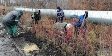 Яблоневый сквер и ивы у моста украсили Ульяновск