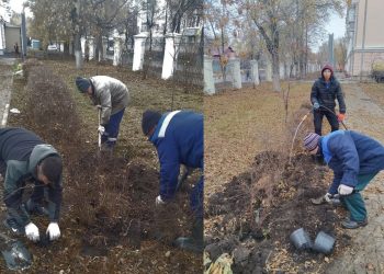 В ульяновском сквере Лимасова высадили новые кустарники: смотрим — какие