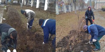 В ульяновском сквере Лимасова высадили новые кустарники: смотрим — какие