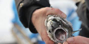 В Ульяновской области спустя 10 лет воссоздан рыбохозяйственный Совет