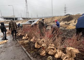 300 кустов барбариса высадили у Минаевского моста в Ульяновске