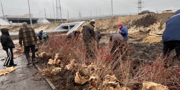 300 кустов барбариса высадили у Минаевского моста в Ульяновске