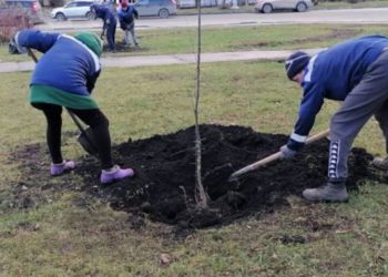 Пять яблонь и 45 тополей высадили в Ульяновске на этой неделе