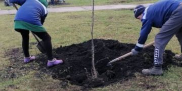 Пять яблонь и 45 тополей высадили в Ульяновске на этой неделе