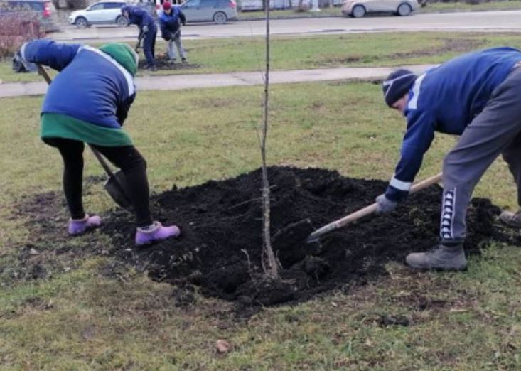 Пять яблонь и 45 тополей высадили в Ульяновске на этой неделе