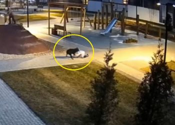 В Ульяновске возбудили уголовное дело после нападения собаки на девочку