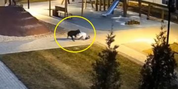 В Ульяновске возбудили уголовное дело после нападения собаки на девочку