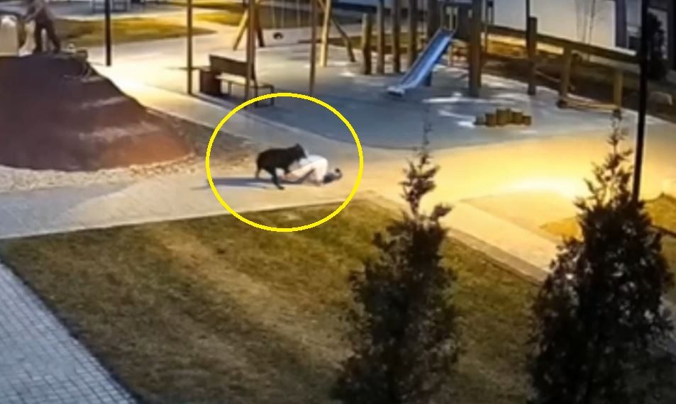 В Ульяновске возбудили уголовное дело после нападения собаки на девочку