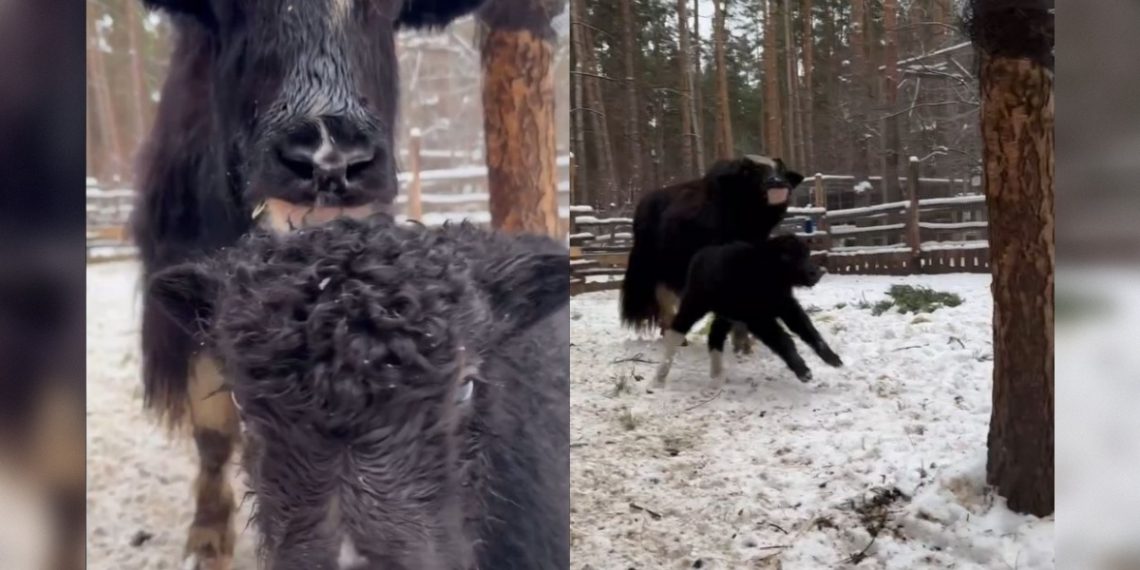 Новорождённый як Пушкин осваивается в Ульяновском зоопарке