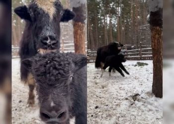 Новорождённый як Пушкин осваивается в Ульяновском зоопарке