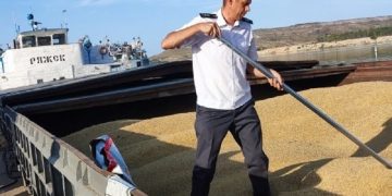 Россельхознадзор вскрыл масштабные нарушения при декларировании зерна в Ульяновской области