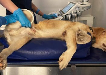 В Ульяновске открывается уникальный льготный ветеринарный центр