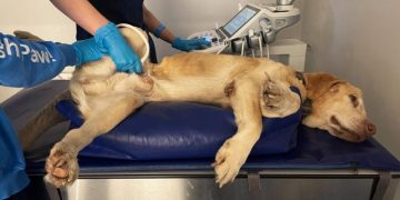 В Ульяновске открывается уникальный льготный ветеринарный центр