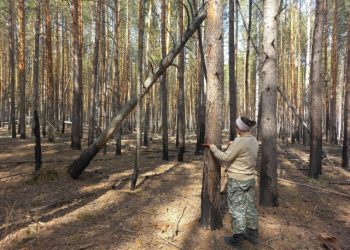 В Ульяновской области составили диагноз для лесов на площади более 2,5 тыс. га