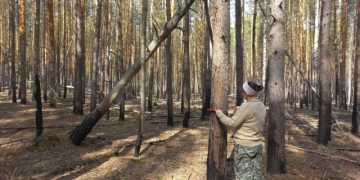 В Ульяновской области составили диагноз для лесов на площади более 2,5 тыс. га