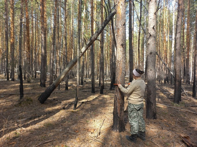 В Ульяновской области составили диагноз для лесов на площади более 2,5 тыс. га