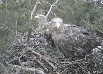 После долгого отсутствия орланы вернулись на своё гнездо в Ульяновской области