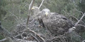 После долгого отсутствия орланы вернулись на своё гнездо в Ульяновской области
