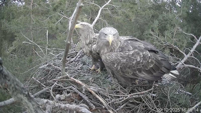 После долгого отсутствия орланы вернулись на своё гнездо в Ульяновской области