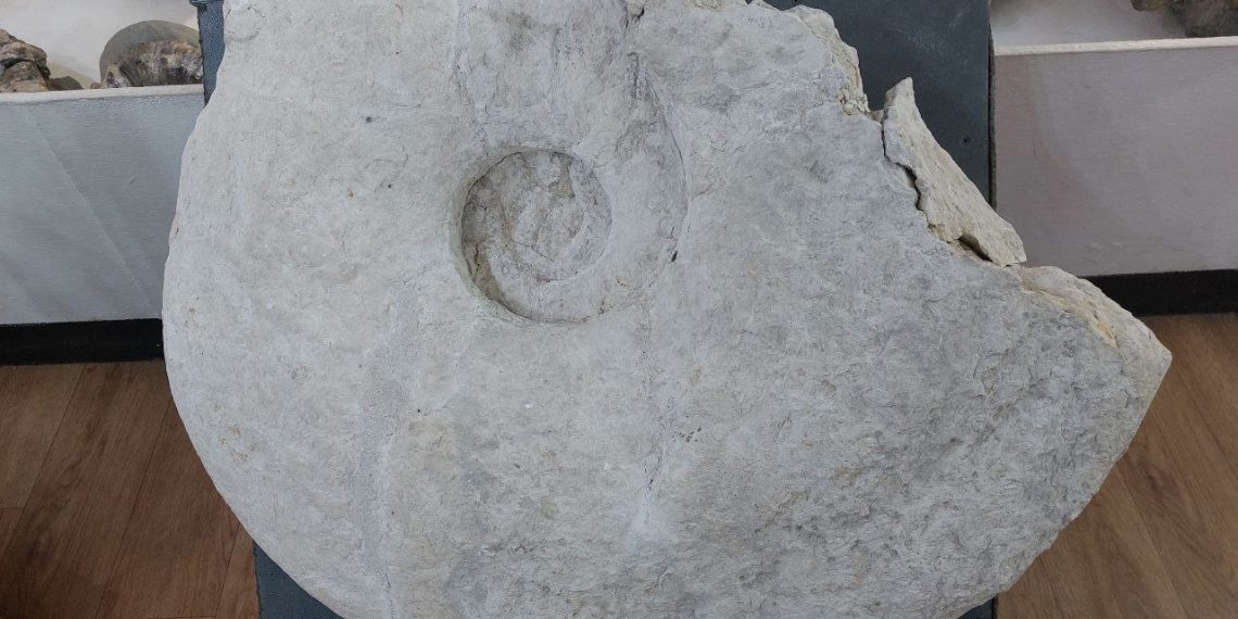Ундоровский палеонтологический музей получил в дар редчайший гигантский аммонит