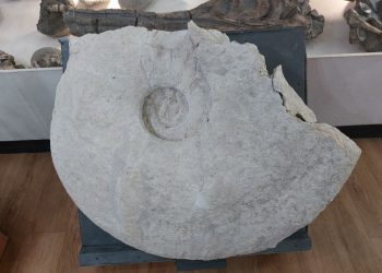 Ундоровский палеонтологический музей получил в дар редчайший гигантский аммонит