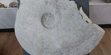 Ундоровский палеонтологический музей получил в дар редчайший гигантский аммонит