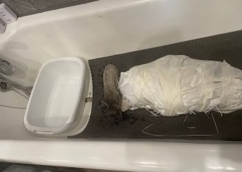 Спасённый лебедь проходит реабилитацию в ульяновском зоопарке