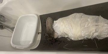 Спасённый лебедь проходит реабилитацию в ульяновском зоопарке