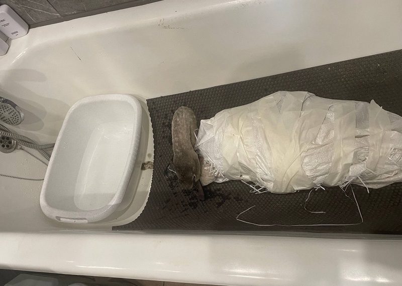 Спасённый лебедь проходит реабилитацию в ульяновском зоопарке