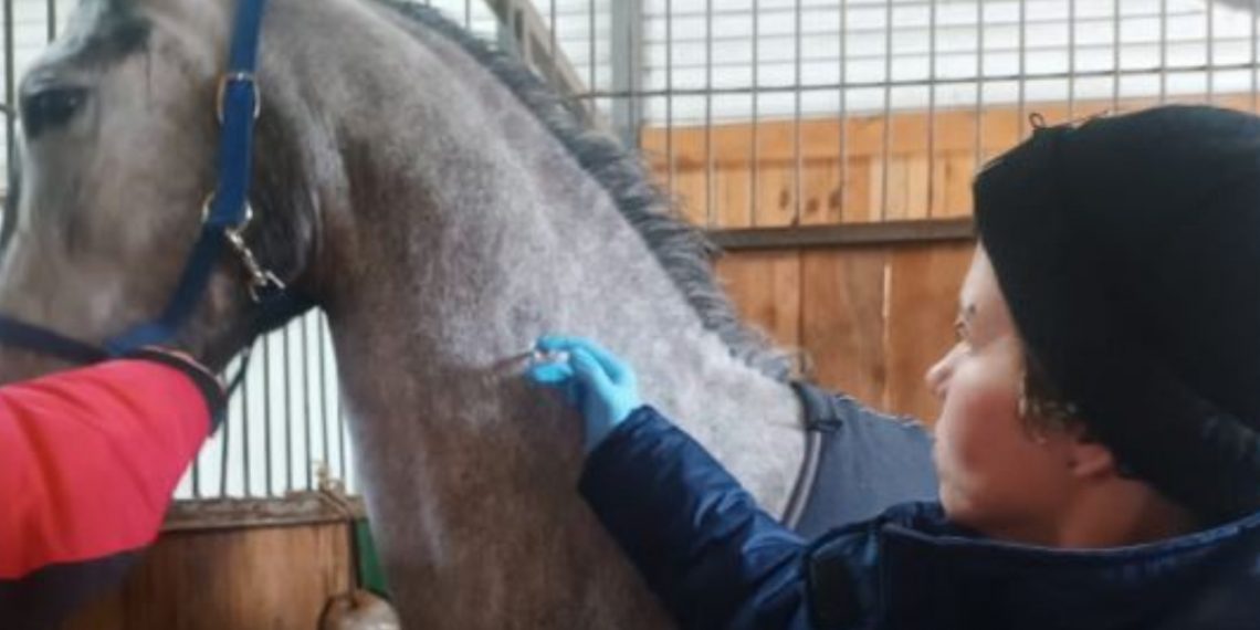 93 лошади на Ульяновском ипподроме привили от опасных инфекций