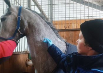 93 лошади на Ульяновском ипподроме привили от опасных инфекций