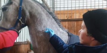 93 лошади на Ульяновском ипподроме привили от опасных инфекций