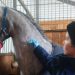 93 лошади на Ульяновском ипподроме привили от опасных инфекций