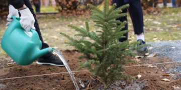 В Ульяновске завершили сезонные посадки
