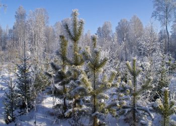 Ульяновская область отгрузила более 37 тысяч новогодних деревьев в 19 регионов РФ
