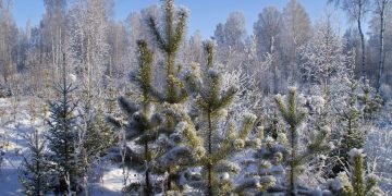 Ульяновская область отгрузила более 37 тысяч новогодних деревьев в 19 регионов РФ