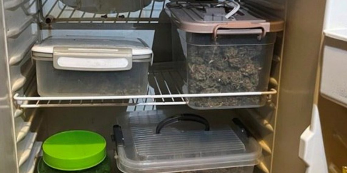 Ульяновец вырастил в квартире полкило марихуаны