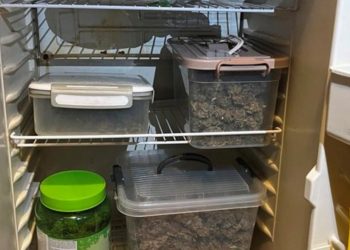 Ульяновец вырастил в квартире полкило марихуаны