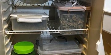 Ульяновец вырастил в квартире полкило марихуаны