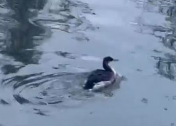 В Ульяновске выходили травмированную краснокнижную поганку