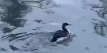 В Ульяновске выходили травмированную краснокнижную поганку