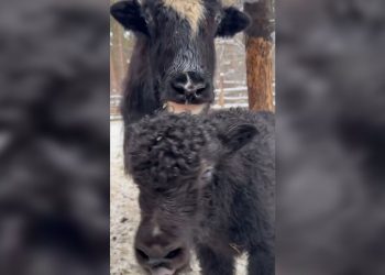 Новорождённый як Пушкин осваивается в Ульяновском зоопарке