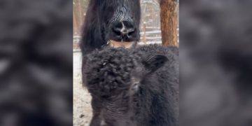 Новорождённый як Пушкин осваивается в Ульяновском зоопарке